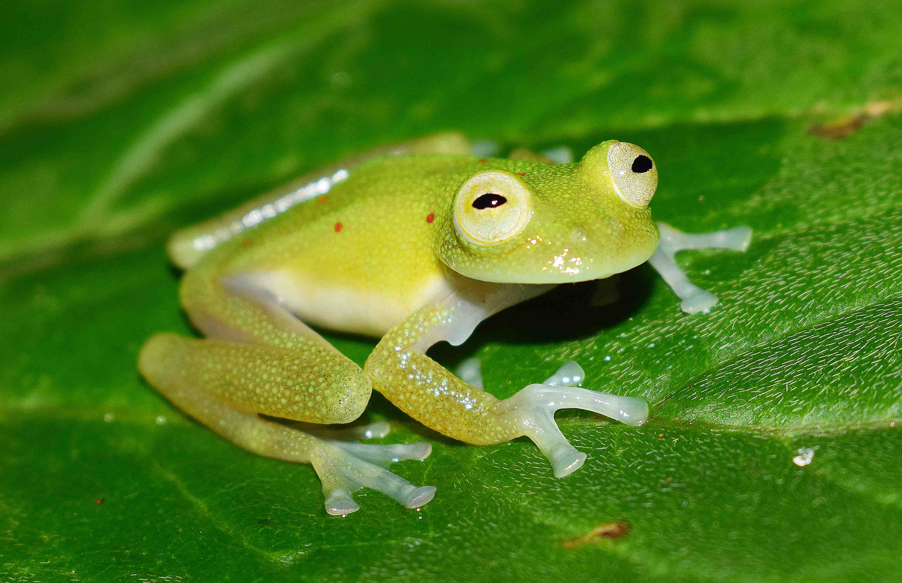 Nueva InvestigaciÓn Sobre Anfibios En El Pnn Selva De Florencia Wcs Colombia 4469